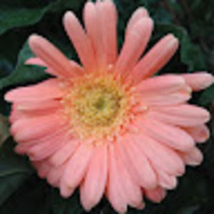 Meet your Posher, Kimberly michelle